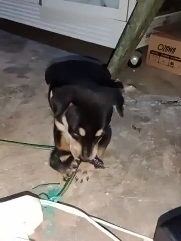 A small black and tan puppy is on a concrete surface. The puppy has a black object stuck around its neck and front legs. It is biting at the object, which appears to be some kind of cord or cable. The puppy is struggling and appears to be trying to free itself. In the background, there is a white wall, a green cable on the ground, and some electrical equipment. The lighting is dim, suggesting it may be nighttime or indoors.