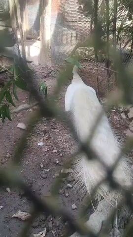 The video shows a white peacock inside a chain-link enclosure. The peacock is facing away from the camera, its long white tail feathers spread out on the ground. The ground is dirt and scattered with small rocks. Green leaves are visible on a branch near the left edge of the frame. The lighting suggests it is daytime, and the background shows other parts of the enclosure. The chain-link fence is partially blurred, creating a sense of depth.