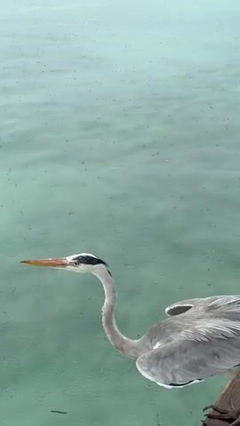 A medium shot shows a gray heron in flight over water with rain. The heron takes off from near the camera and flies toward a dock in the distance. As the heron flies, it passes below the dock before flying in the distance out toward the ocean. The sky is overcast. Three people are walking along the dock.