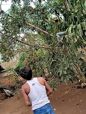 A video shows two people in a rural outdoor setting. In the foreground, a young man wearing a white tank top and blue jeans is facing away from the camera, looking up at a tree. He appears to be holding something in his right hand. In the background, a second person, also appearing to be a young man, is climbing in a large tree, partially obscured by foliage. The ground is dirt, and there are some structures visible in the distance, suggesting a village or rural residential area. The overall impression is of a casual, perhaps playful or task-oriented, interaction involving climbing a tree.