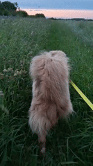 Sunset dog walk through fields near Timmolovo, Russia