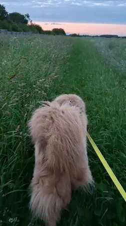 Sunset dog walk through fields near Timmolovo, Russia