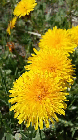 Spring blooms and animals documented across Khlevnoye, Russia