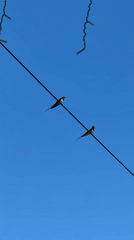 Swallows perch on wire in Tyulyuk, one takes flight