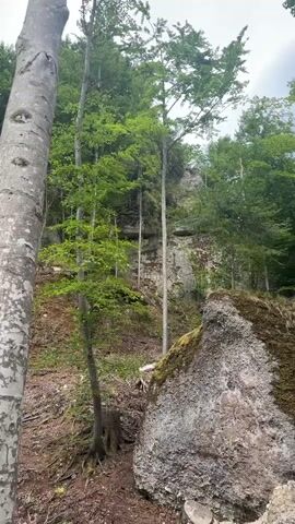 The video shows a forest scene with large rocks and trees. The camera pans across the scene from left to right, focusing on a large boulder covered in moss in the foreground. In the background, there are tall trees and a rocky cliff face. The lighting suggests it is daytime, possibly overcast. There are no people or animals visible in the video.