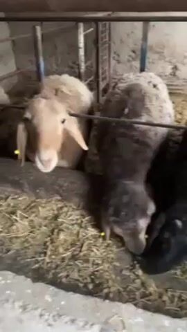 In a close-up, low-angle shot, three sheep are seen inside a pen, eating hay. The sheep vary in color: one is light brown, another is greyish-brown, and the third is black. They are standing close together, their heads lowered into the trough of hay. The pen is enclosed by metal bars, partially visible at the top of the frame. The ground is concrete.