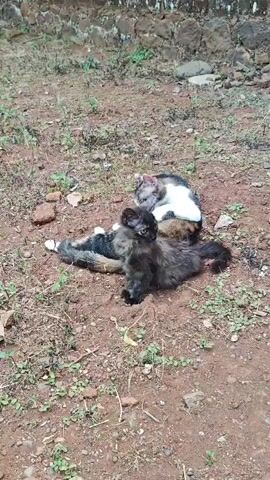 Two cats are lying on the ground. One is black and fluffy, sitting upright. The other is lying down and appears to be grooming itself. The ground is dirt with small rocks and scattered green vegetation. A textured wall or structure is visible in the background.