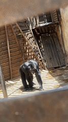 Primates observed in enclosures at Jos Wildlife Park, Nigeria