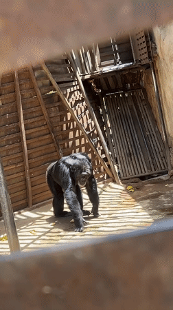 Primates observed in enclosures at Jos Wildlife Park, Nigeria