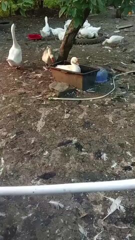 The video captures a scene of geese in what appears to be a rural backyard or farmyard. Several white and one brown goose are present. In the foreground, the ground is covered in dry, cracked earth and scattered feathers, suggesting a dry environment. A white metal pipe runs horizontally across the bottom of the frame.

In the middle ground, a large brown goose is standing near a black plastic container filled with water, from which a white goose is emerging. To the left of the container, a large white goose is standing upright, facing away from the camera. Further back, near a tree trunk, several more white geese are gathered, some appearing to be resting. A red plastic tub is visible to the left of the tree. In the background, beyond the geese, a hint of greenery suggests trees or bushes. The overall setting seems to be outdoors, possibly during daylight hours given the lighting, and the presence of feathers and the dry ground might indicate a warm or dry period. There are no people visible in the video. No text is visible.