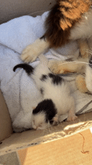 Girl holds sleeping kitten while mother cat rests nearby