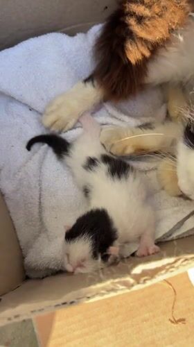 Girl holds sleeping kitten while mother cat rests nearby