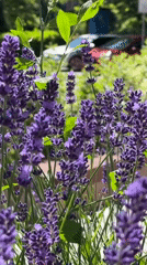 Scarce swallowtail butterfly on lavender, Sofia