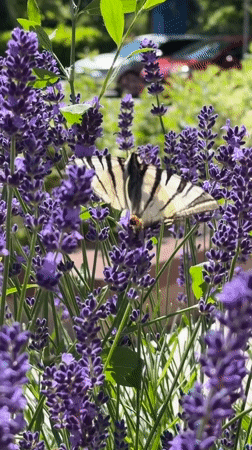Scarce swallowtail butterfly on lavender, Sofia