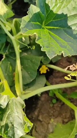 The video shows a close-up view of young melon plants growing in the soil. The plants have large, green leaves and thin, green vines. Several small, pale green fruits are visible, some of which appear to be developing. Small yellow flowers are also present on the plants. The soil is dark brown and appears dry in some areas, with visible cracks. The lighting suggests it is daytime, possibly outdoors in a garden or field. The camera movements are somewhat unsteady, panning and zooming in on different parts of the plants and fruit.
