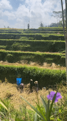 Harvest morning at Tegallalang's terraced rice fields