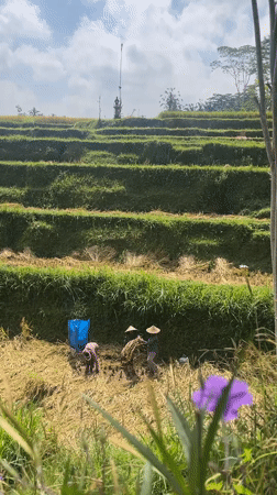 Harvest morning at Tegallalang's terraced rice fields