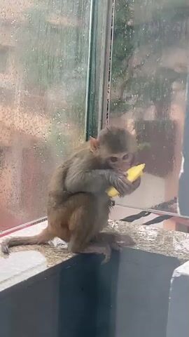 A baby monkey is sitting on a stone ledge in front of a window with raindrops on it, eating a piece of yellow fruit. The monkey is facing the viewer and holding the fruit with both hands. The monkey is brown and has a long tail. The background is blurry and shows green foliage. The lighting is dim.