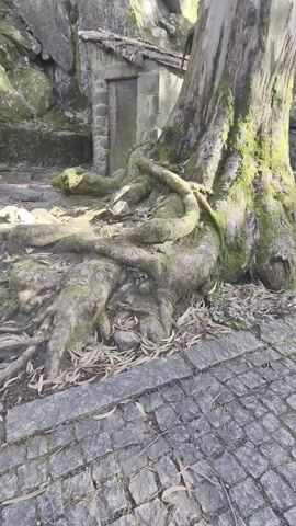 The video shows a tree with exposed roots covered in moss on a cobblestone path. Behind the tree are several small stone structures with thatched roofs, nestled amongst moss-covered rocks. The scene is bathed in daylight, and taller trees are visible in the background.