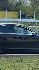 Exotic pets spotted in Simferopol including caged skunk, meerkat