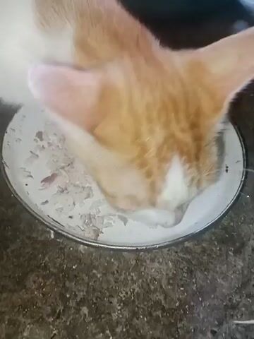A cat is eating from a white dish on a textured surface. The cat is orange and white and is facing down into the dish, with its head mostly obscured by the dish. The dish contains what appears to be wet cat food, which is pale in color and somewhat shredded. The surface beneath the dish is dark and appears to be concrete or a similar material, with some white debris scattered on it. The lighting is dim, creating shadows and obscuring some details.