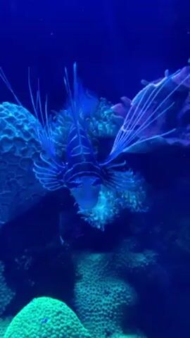The video shows a lionfish in an aquarium. The fish is dark blue with white stripes and long, feathery fins. It is swimming slowly near coral. The aquarium is lit with blue light.