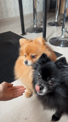Pet owner feeds treats to dogs and cat in Chaikovsky home