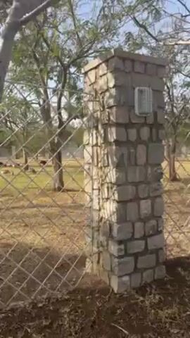 The camera moves past a chainlink fence, revealing a grassy area with trees in the background. The fence is supported by stone pillars. The grass appears dry, and the trees are mostly bare. The sky is blue. A voice can be heard in the background, saying "Did you see?" and "Two cows there."