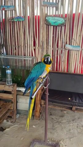 A close-up video shows a blue-and-yellow macaw perched on a metal bar, tethered by a chain. The parrot has green feathers on the top of its head and black feathers beneath its beak. Some of the chest feathers are missing. In the background, there's a bamboo-like wall with several small decorative signs. A water bottle sits on a small wooden table. The parrot squawks a single time, and someone says, "Hello".  A fish tank and plant are also visible in the background.