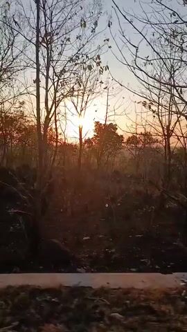 The video shows a time-lapse of a sunset behind a line of trees. The sun is low on the horizon, casting a warm orange glow. The trees are bare, with no leaves, and their branches are silhouetted against the sky. The ground in front of the trees is covered in shadows. There are some power lines visible running horizontally across the frame. The video is shot from a moving vehicle, as evidenced by the slight blur and movement of the foreground.