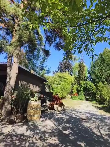 A video shows a backyard garden with lush green trees and plants under a clear blue sky. Sunlight casts dappled shadows on a paved path. In the foreground, a wooden bench sits under a tree decorated with ornaments and hanging fruit. There are several large barrels placed around the yard, one near a small building on the left. In the background, a natural-looking rock formation is covered in greenery, with a lamppost nearby. The scene evokes a peaceful, natural ambiance.