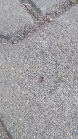 This media file is a short video, likely captured by a smartphone, showing a close-up, low-angle view of a paved surface, possibly a sidewalk or pathway. The ground is textured asphalt with visible aggregate. There are some small debris items scattered across the surface, including tiny pebbles, bits of dried leaves, and what appears to be a small white stone near the bottom right.

The primary subject is an insect, possibly a centipede or millipede, that is crawling across the pavement. Its body is segmented and appears to be a brownish-red color. The camera follows the insect's movement as it navigates the rough terrain. There are no people or other animals visible in the frame.

The scene is outdoors, and the lighting suggests it is daytime, though the specific time of day is not evident. The weather appears to be clear and dry, as there are no signs of rain or wetness on the ground. The setting is likely an urban or suburban environment, given the paved surface and the presence of small bits of debris that might accumulate in such areas. The focus is entirely on the ground and the insect, creating an intimate perspective on the small-scale world of the pavement. There is no visible text in the media file.