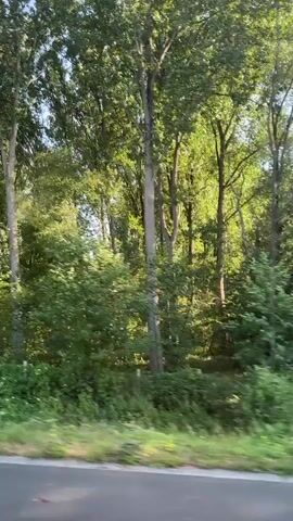The video shows a view from a vehicle moving along a road next to a dense forest. Tall trees with green foliage dominate the scene, with sunlight filtering through the leaves. The undergrowth is lush and green, with some wildflowers visible along the edge of the road. A wire fence runs along the edge of the forest. There are no people or animals visible. The road appears to be paved.