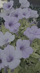 A Fethiye garden full of plants, blooms, and evil eye charms