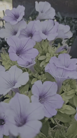 A Fethiye garden full of plants, blooms, and evil eye charms