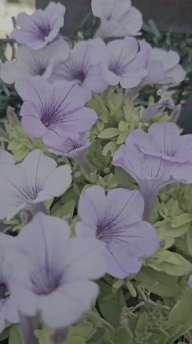 A Fethiye garden full of plants, blooms, and evil eye charms