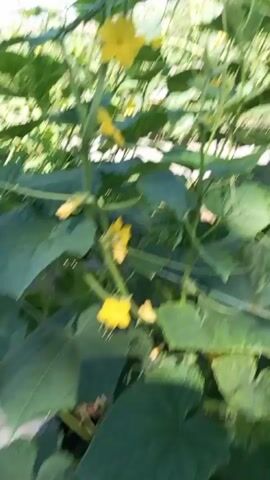 The video shows a close-up view of a cucumber plant with several bright yellow flowers in bloom. A large, black insect is seen hovering around and landing on one of the flowers, likely collecting nectar. The leaves of the cucumber plant are broad and green, providing a lush backdrop. The plant is supported by a trellis system visible in the background. The sky is bright blue, suggesting a sunny day.