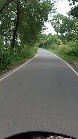 A first-person perspective video shows a paved road surrounded by lush green trees and vegetation. The road is empty and appears to be in a rural or semi-rural area. A single tall palm tree is visible on the right side of the road. The sky is overcast. The camera is mounted on a vehicle, possibly a motorcycle, as indicated by the bottom portion of the handlebars being visible in the frame. The vehicle is moving forward at a steady pace.