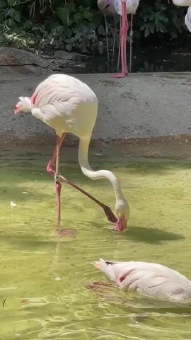 A group of flamingos are standing in shallow, greenish water under sunlight. One flamingo in the foreground is bent over, dipping its beak into the water. Another flamingo is lying in the water with its head submerged. In the background, several other flamingos are standing or partially submerged in the water. Some of the flamingos have bands on their legs. The environment appears to be a zoo or wildlife enclosure with trees and a concrete edge visible in the background.