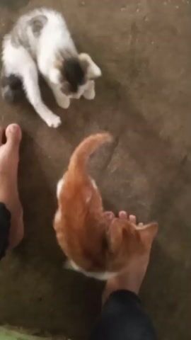 This is a top-down, static shot of two kittens on a concrete surface. On the left, a person's bare foot is visible. The first kitten, with white fur and gray and black markings on its head and back, is positioned above and to the right of the foot, sniffing at the ground. The second kitten, which is orange and white, is lying on its back on the person's foot, with its head turned towards the camera and its paws touching the toes. The background is a mottled brown concrete floor. The scene is lit from above, with some shadows visible.