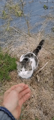 Cat observed relaxing in outdoor area in Tsukwara, Abkhazia