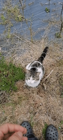 Cat observed relaxing in outdoor area in Tsukwara, Abkhazia