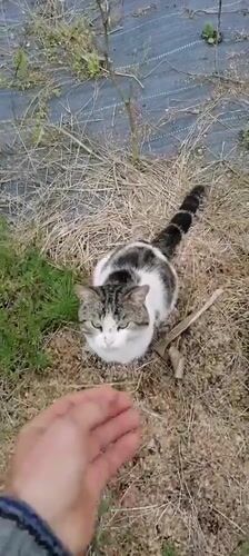Cat observed relaxing in outdoor area in Tsukwara, Abkhazia