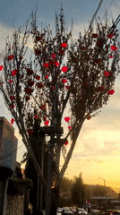 Yerevan streets at golden hour, heart-decorated trees and quiet sidewalks