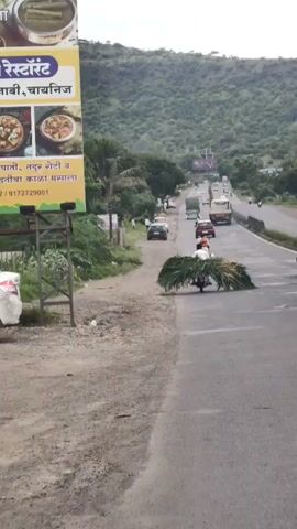 A person is riding a motorcycle on a road. They are carrying a large load of green leaves or foliage on the back of the motorcycle. The motorcycle is in the middle of the road, and there are other vehicles around it, including cars and trucks. The road appears to be a highway, with a hilly, green landscape in the background. The sky is overcast.