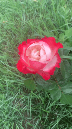 Blooming rose and diseased tropical leaf, examined up close