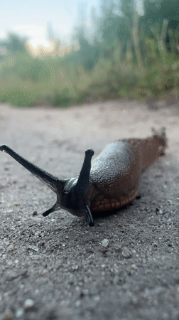 Brown slug with extended antennae crossing a path in Wrocław