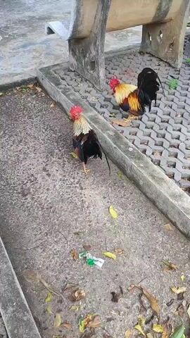 Two roosters are standing on a paved area near a concrete bench. One rooster is in the foreground, facing the camera and looking to the left. It has black, brown, and white feathers. The second rooster is in the background, facing away from the camera and looking down. It has a reddish-brown body with black and yellow tail feathers. The ground is covered with concrete pavers and some fallen leaves. There is also some trash on the ground in the foreground.