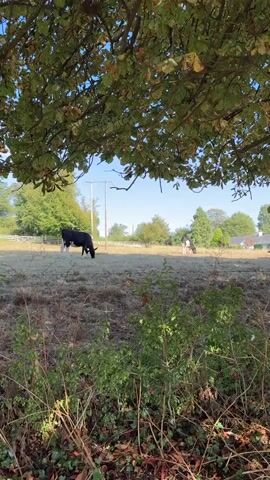 The video pans across a field with cows grazing. The foreground is dominated by dry grass and bushes, with tree branches with green and brown leaves overhead. In the midground, several black and white cows are scattered across a dry, grassy field, some are grazing. A fence is visible in front of the cows. In the background, there are houses, trees, and a bright blue sky. The lighting suggests it is daytime, possibly morning or late afternoon due to the angle of the sun. There are no people visible in the video.