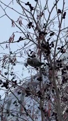 The video shows two birds perched on the branches of a tree with many black berries. The sky is overcast. One bird is further up in the tree and seems to be preening. A building is visible in the background.